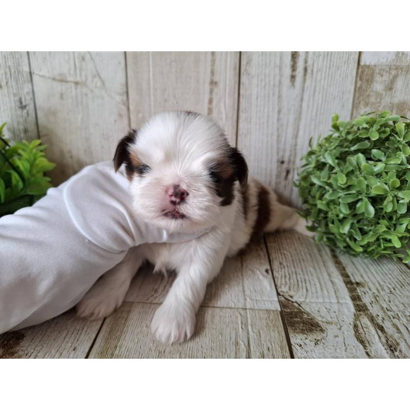 販売中の千葉県のシーズー-437150の10枚目