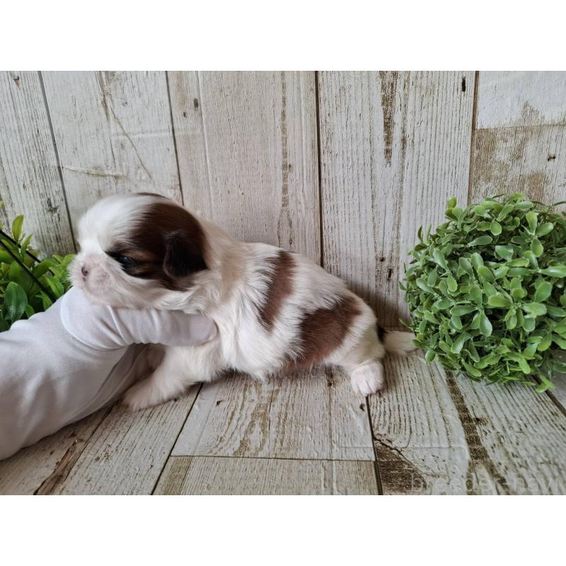 販売中の千葉県のシーズー-437150の9枚目