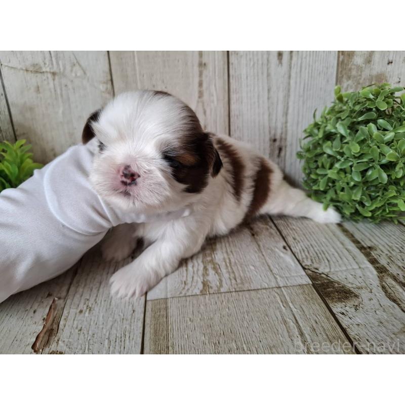 販売中の千葉県のシーズー-437150の8枚目