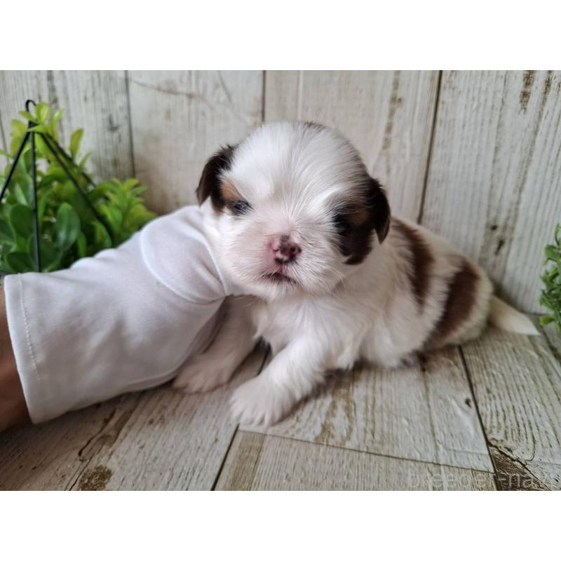 販売中の千葉県のシーズー-437150の6枚目