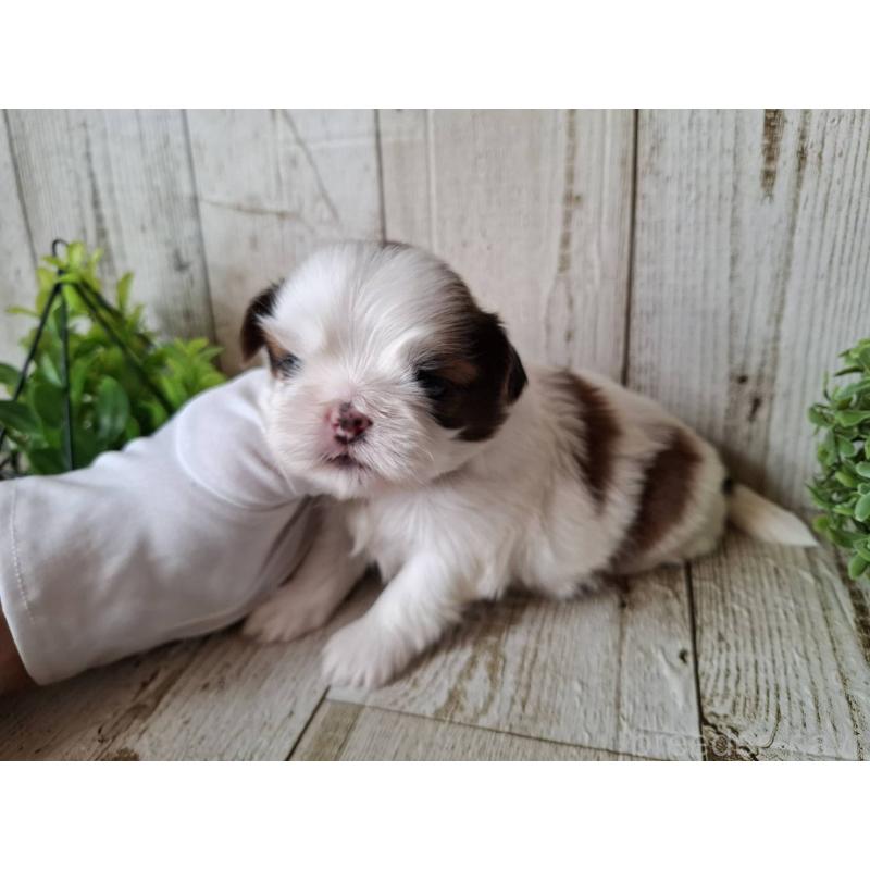 販売中の千葉県のシーズー-437150の5枚目