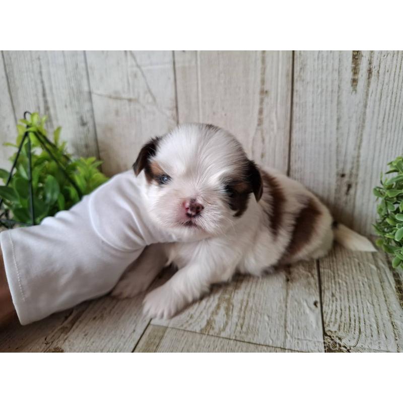 販売中の千葉県のシーズー-437150の4枚目