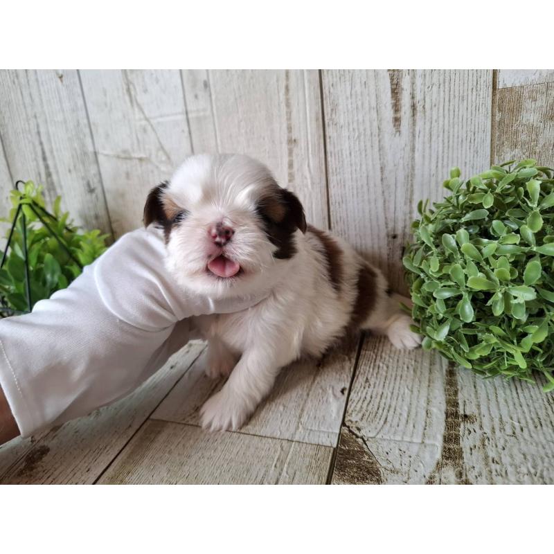 販売中の千葉県のシーズー-437150の2枚目