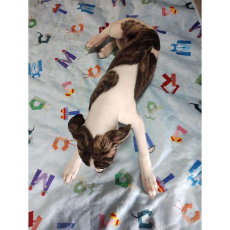 販売中の広島県のウィペット-425246の3枚目