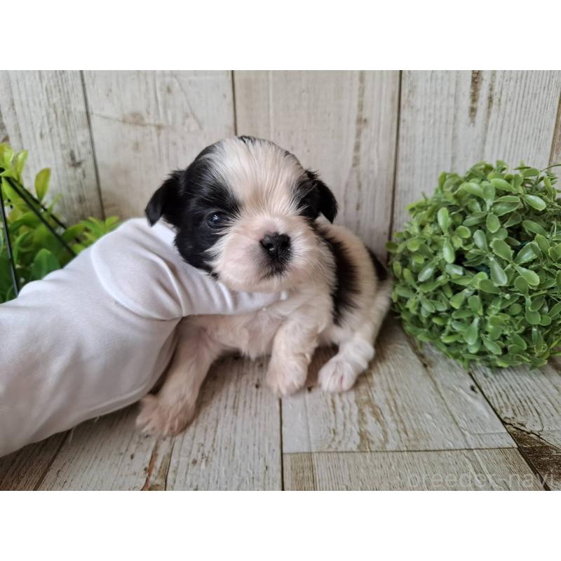 販売中の千葉県のシーズー-437153の9枚目