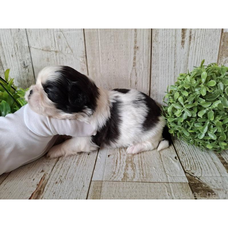 販売中の千葉県のシーズー-437153の8枚目