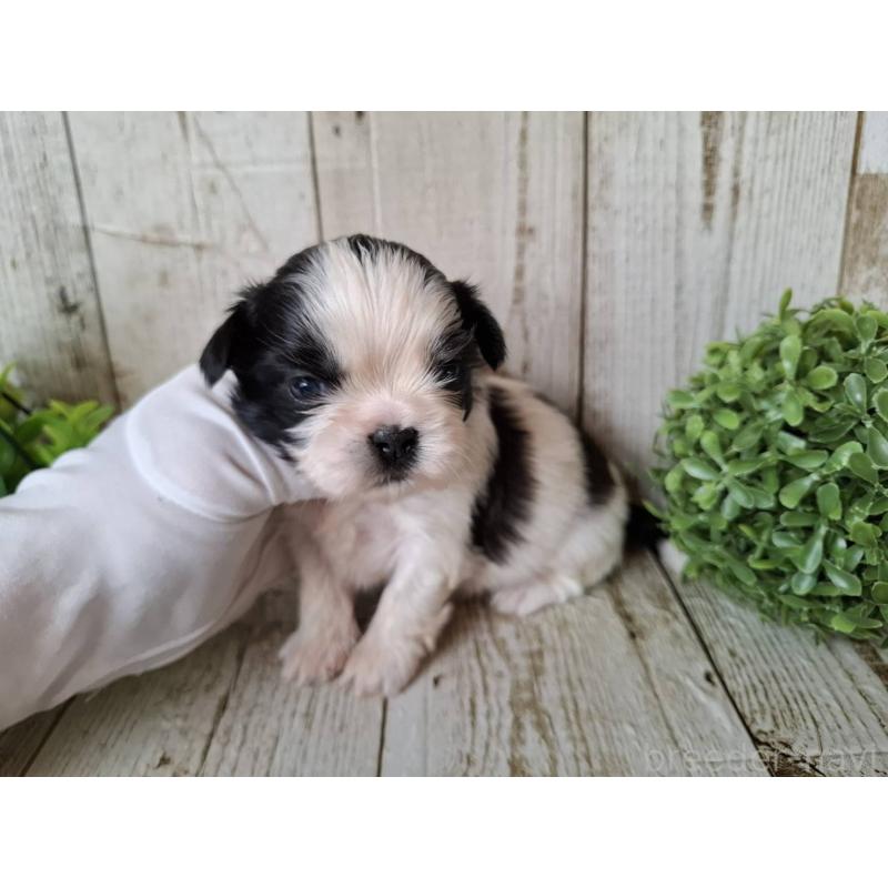 販売中の千葉県のシーズー-437153の7枚目