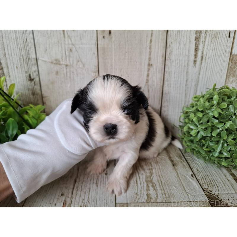 販売中の千葉県のシーズー-437153の6枚目