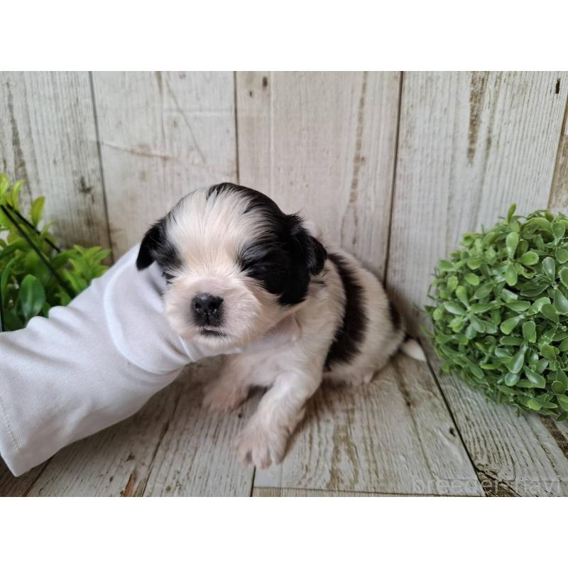 販売中の千葉県のシーズー-437153の5枚目