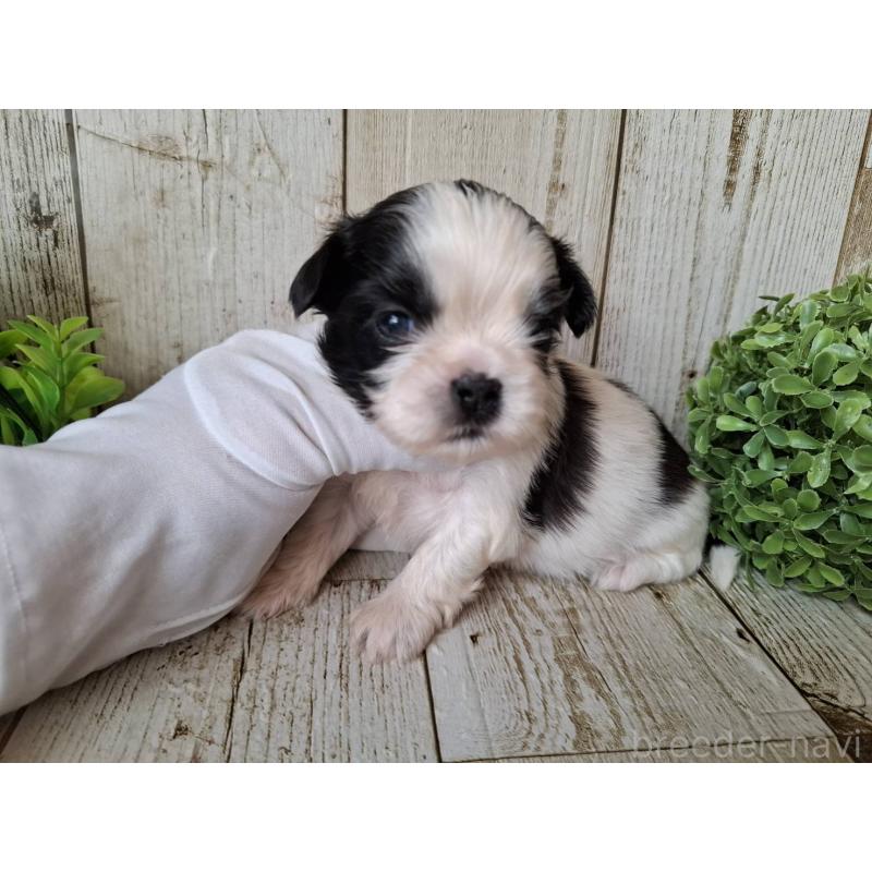 販売中の千葉県のシーズー-437153の4枚目