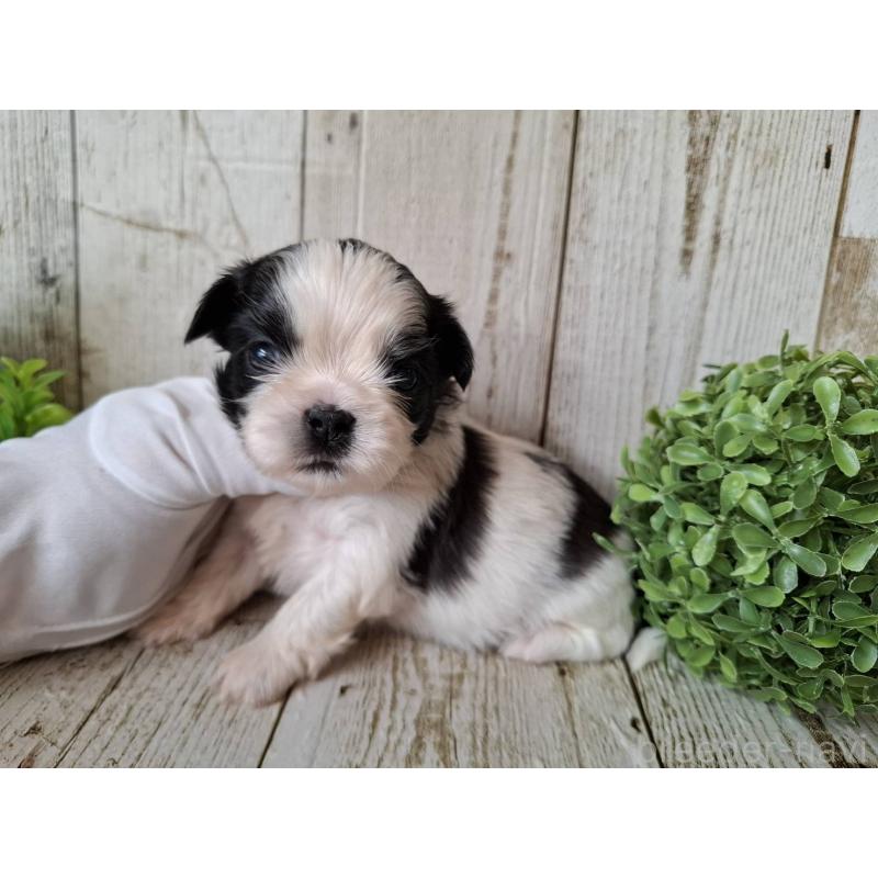 販売中の千葉県のシーズー-437153の3枚目