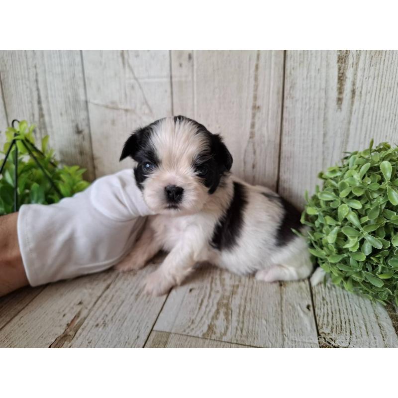 販売中の千葉県のシーズー-437153の2枚目