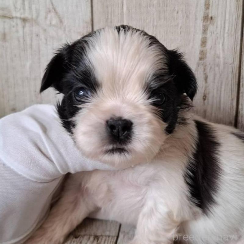 販売中の千葉県のシーズー-437153