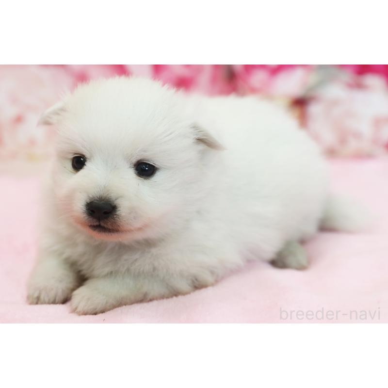 販売中の神奈川県の日本スピッツ-437154