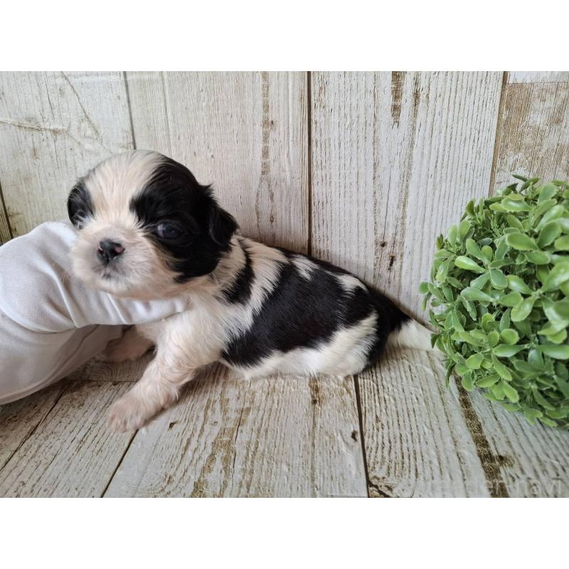 販売中の千葉県のシーズー-437155の10枚目