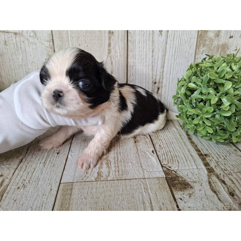 販売中の千葉県のシーズー-437155の8枚目