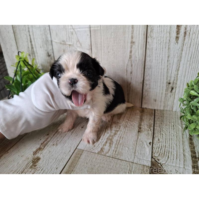 販売中の千葉県のシーズー-437155の7枚目