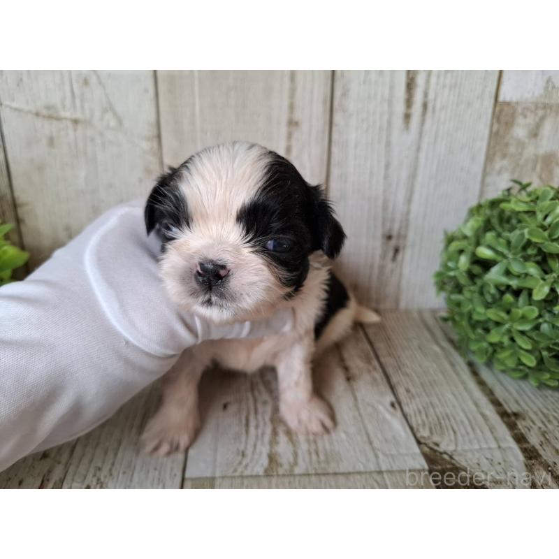 販売中の千葉県のシーズー-437155の6枚目