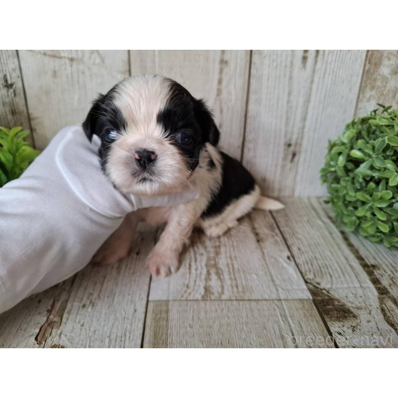 販売中の千葉県のシーズー-437155の5枚目