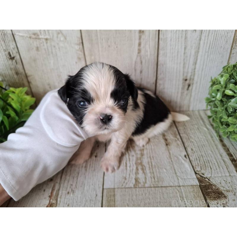 販売中の千葉県のシーズー-437155の4枚目