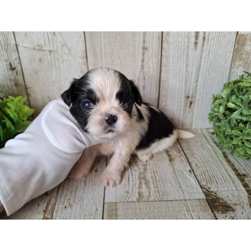 販売中の千葉県のシーズー-437155の3枚目