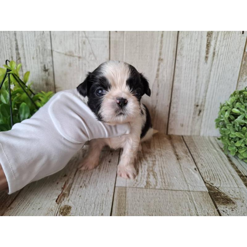 販売中の千葉県のシーズー-437155の2枚目