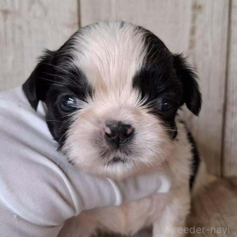 販売中の千葉県のシーズー-437155