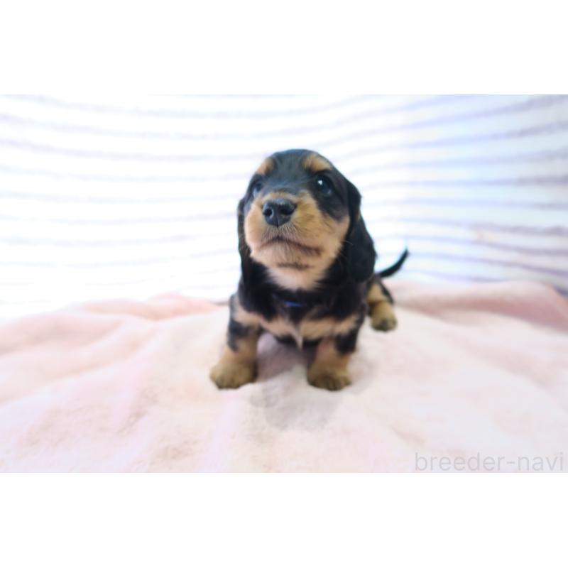 販売中の大阪府のミニチュアダックスフンド(ロングヘアード)-437156の6枚目