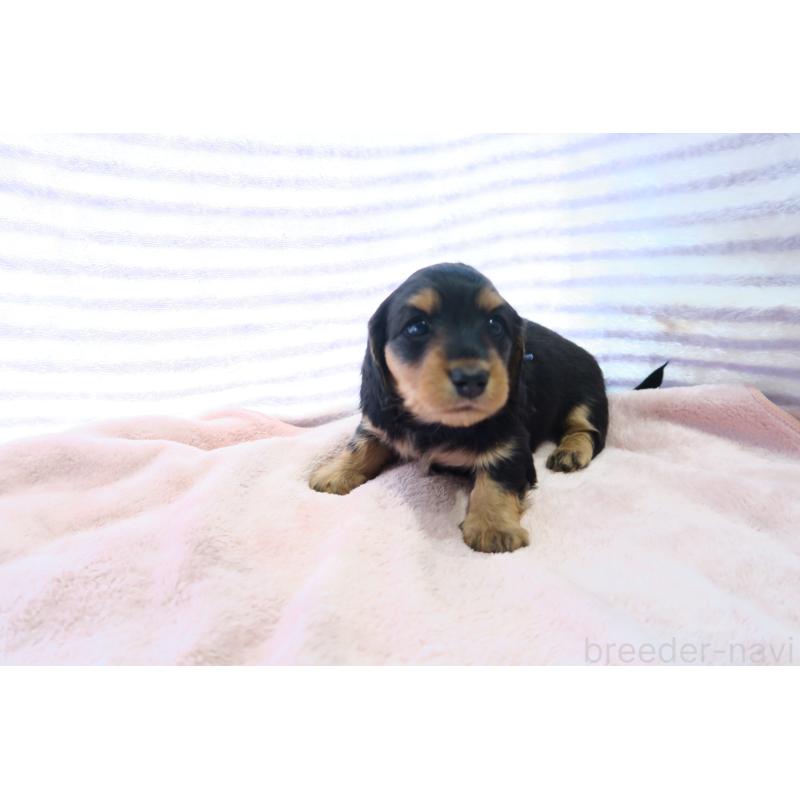 販売中の大阪府のミニチュアダックスフンド(ロングヘアード)-437156の5枚目