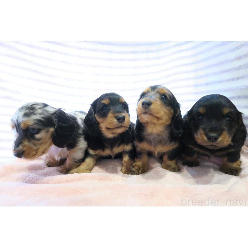 販売中の大阪府のミニチュアダックスフンド(ロングヘアード)-437156