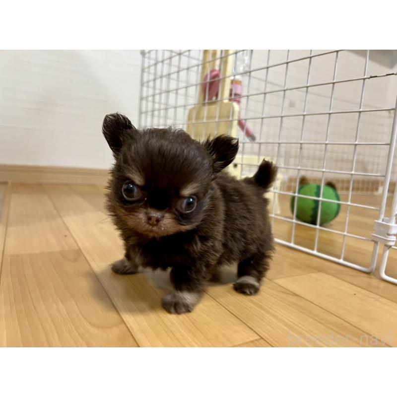 販売中の香川県のチワワ(ロングコート)-437158の24枚目