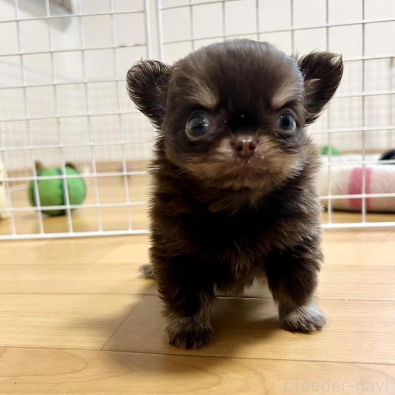 販売中の香川県のチワワ(ロングコート)-437158の1枚目