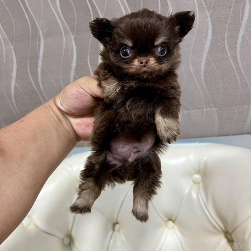 販売中の香川県のチワワ(ロングコート)-437158の23枚目