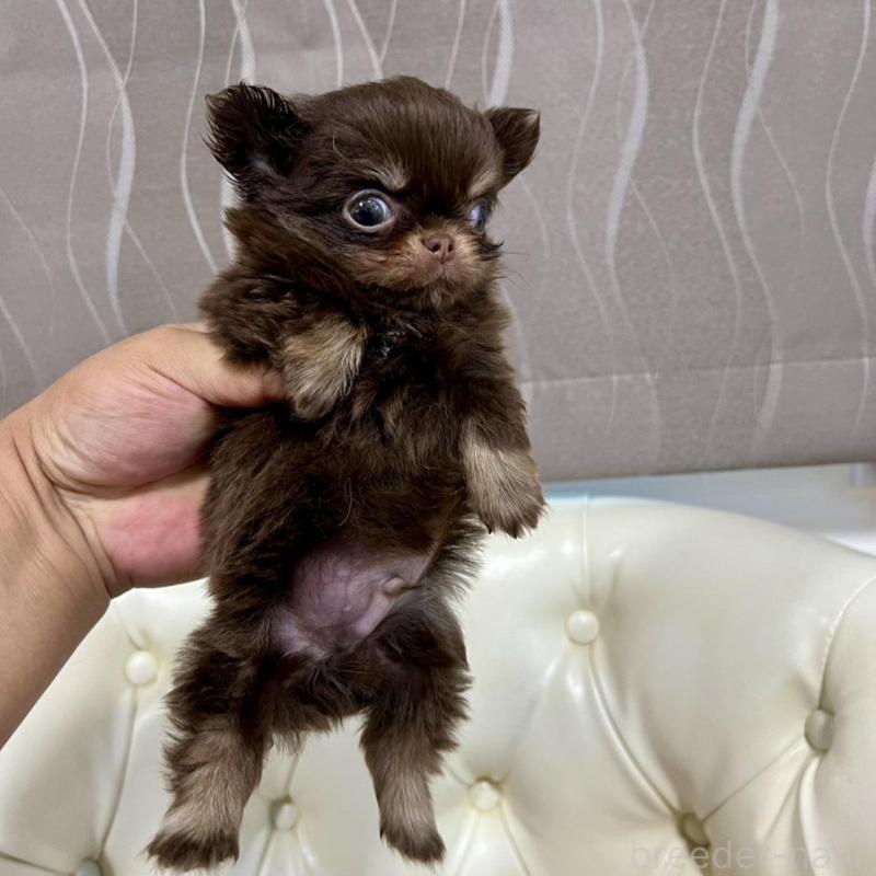 販売中の香川県のチワワ(ロングコート)-437158の22枚目