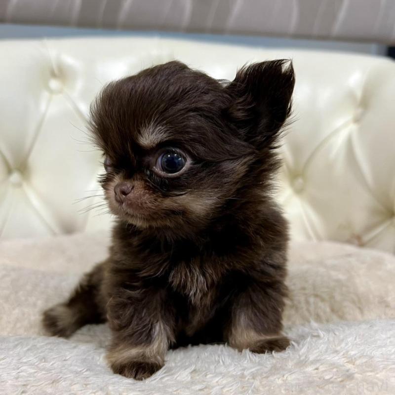 販売中の香川県のチワワ(ロングコート)-437158の21枚目