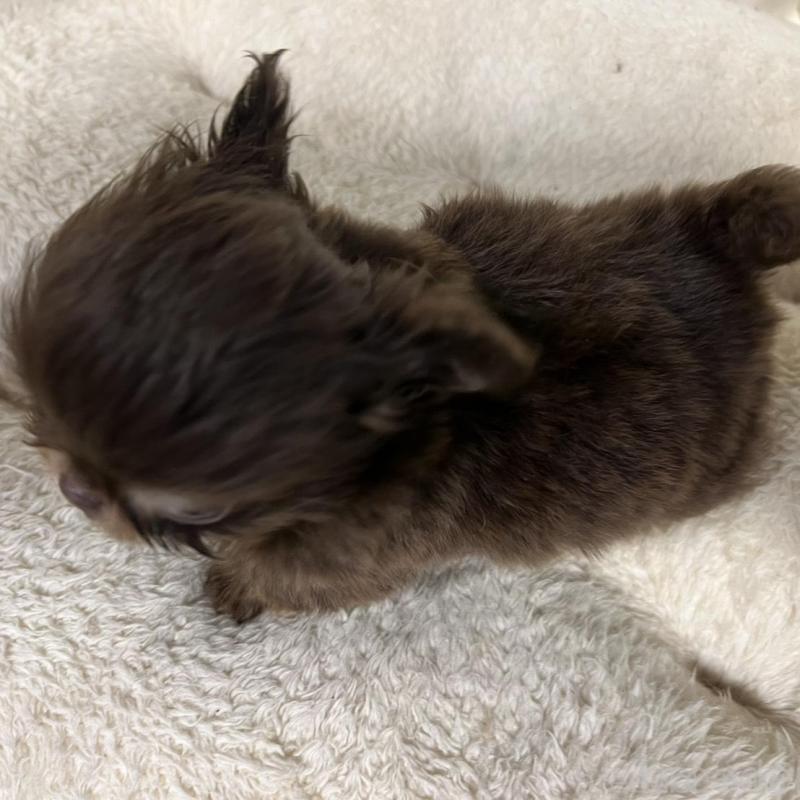 販売中の香川県のチワワ(ロングコート)-437158の20枚目