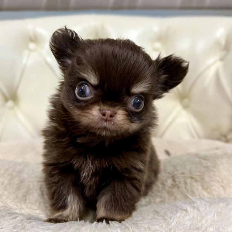 販売中の香川県のチワワ(ロングコート)-437158の19枚目