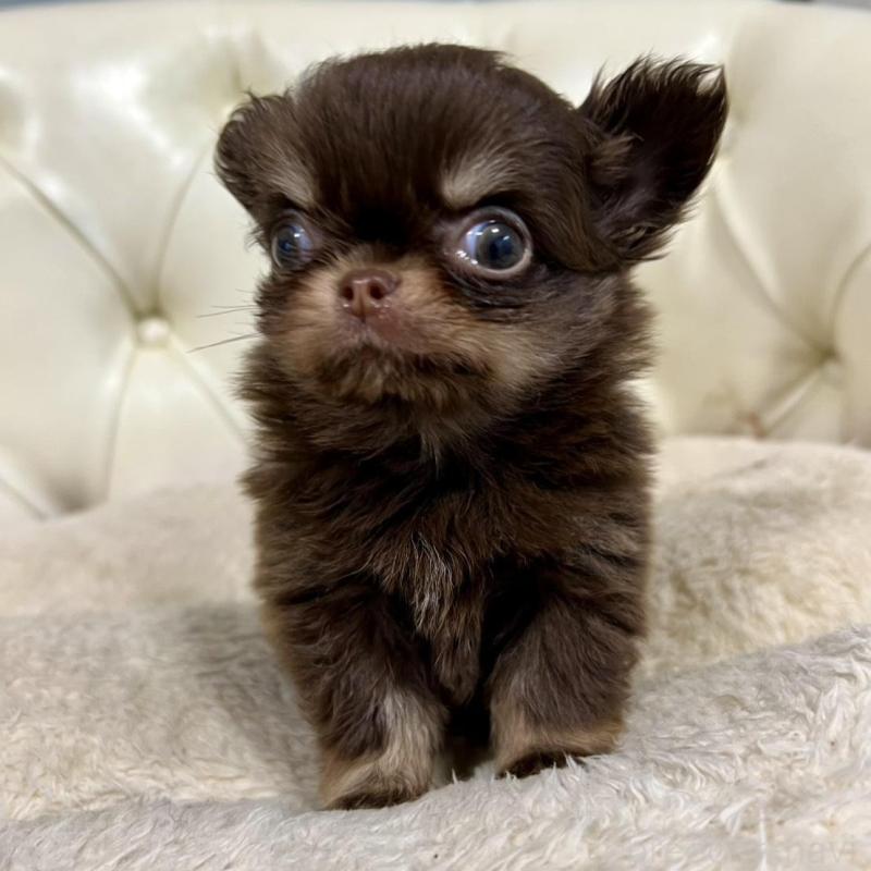 販売中の香川県のチワワ(ロングコート)-437158の18枚目