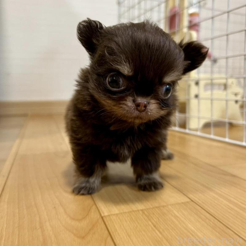 販売中の香川県のチワワ(ロングコート)-437158の17枚目