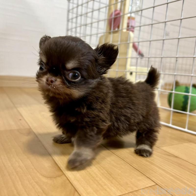 販売中の香川県のチワワ(ロングコート)-437158の15枚目