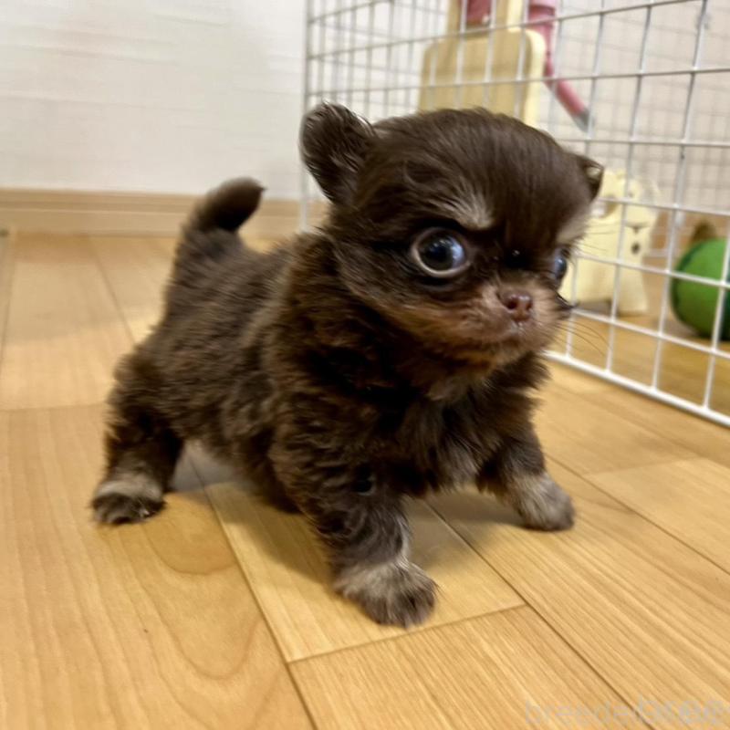 販売中の香川県のチワワ(ロングコート)-437158の14枚目