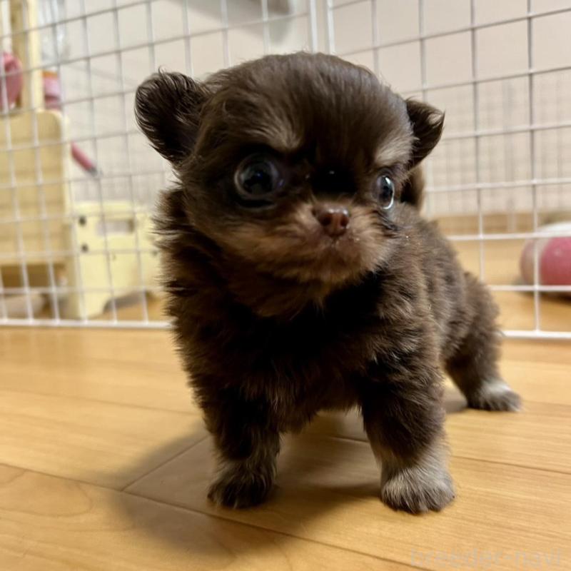 販売中の香川県のチワワ(ロングコート)-437158の13枚目