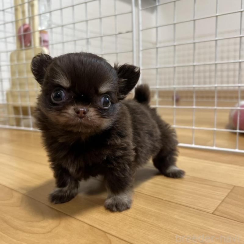 販売中の香川県のチワワ(ロングコート)-437158の11枚目