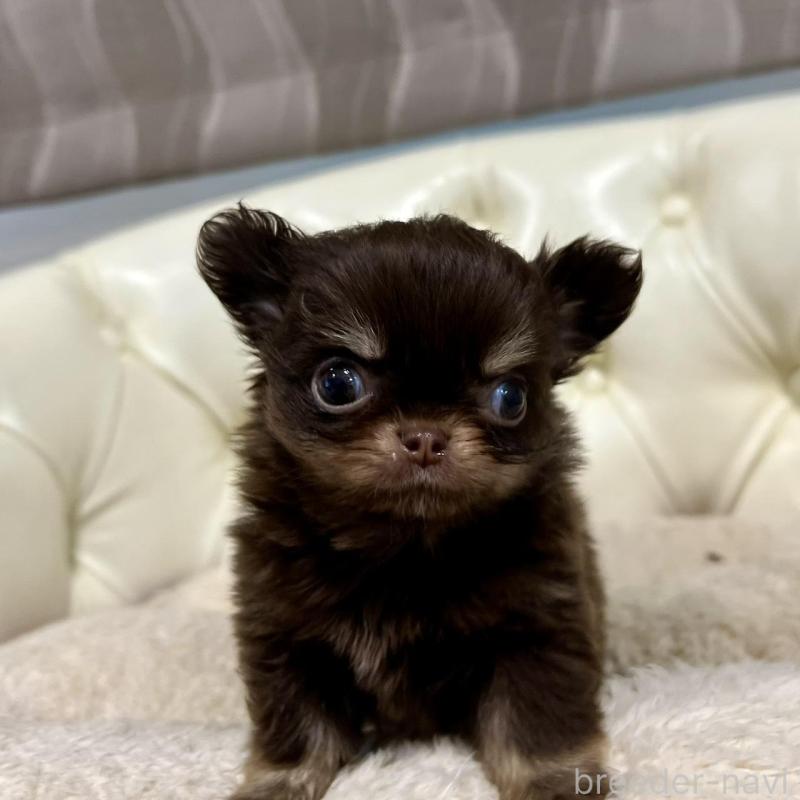 販売中の香川県のチワワ(ロングコート)-437158の10枚目