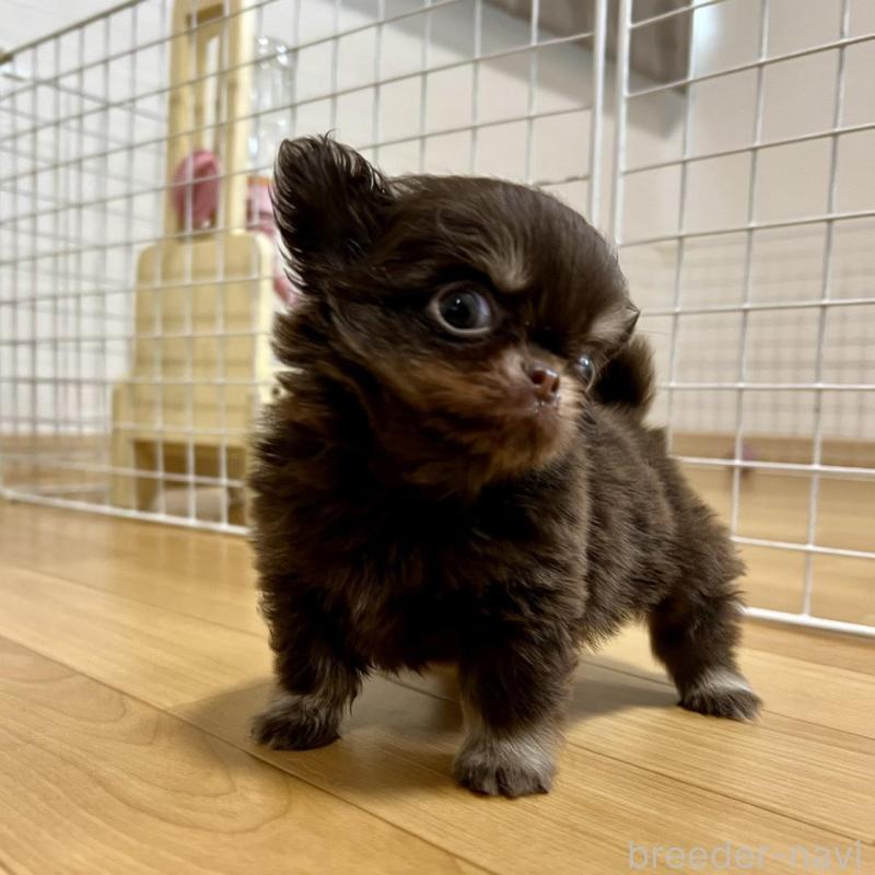 販売中の香川県のチワワ(ロングコート)-437158の9枚目