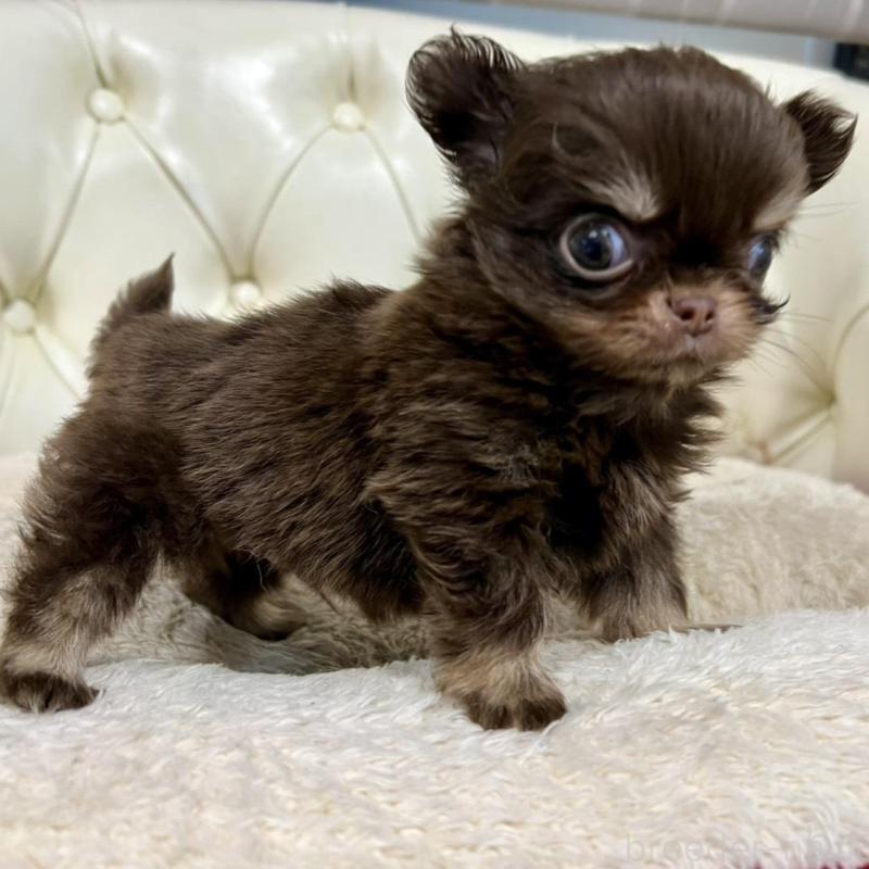 販売中の香川県のチワワ(ロングコート)-437158の8枚目