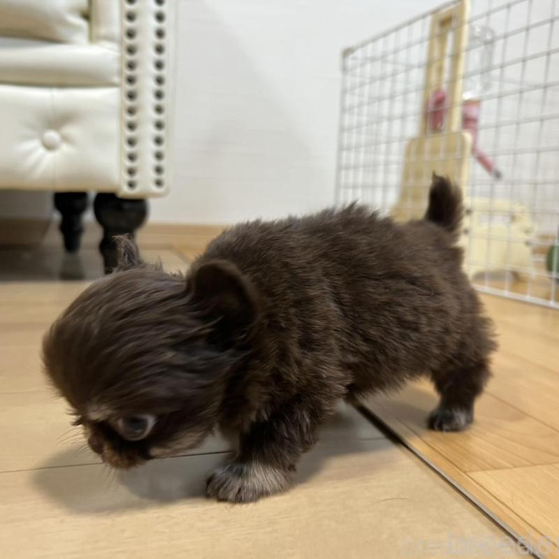 販売中の香川県のチワワ(ロングコート)-437158の7枚目