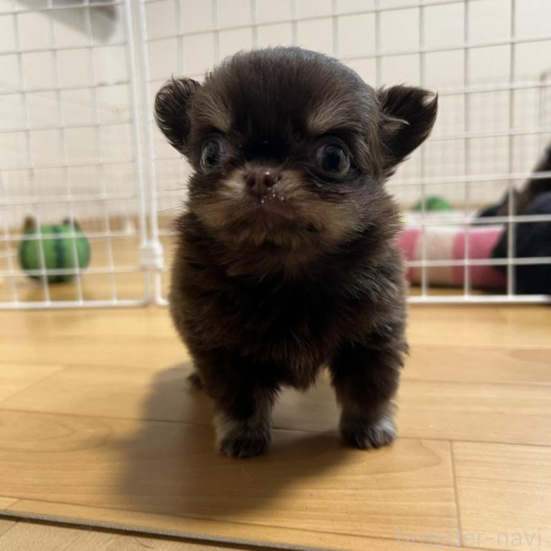 販売中の香川県のチワワ(ロングコート)-437158の6枚目