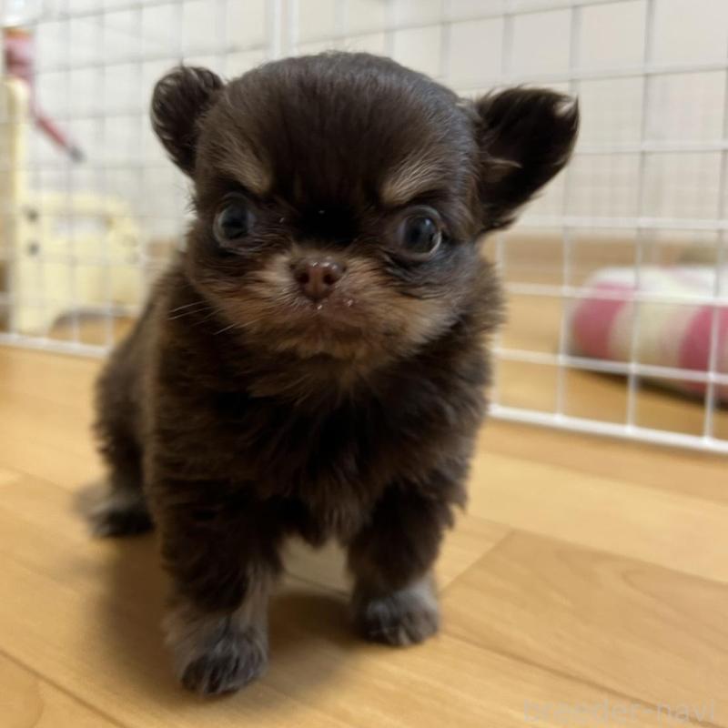 販売中の香川県のチワワ(ロングコート)-437158の4枚目