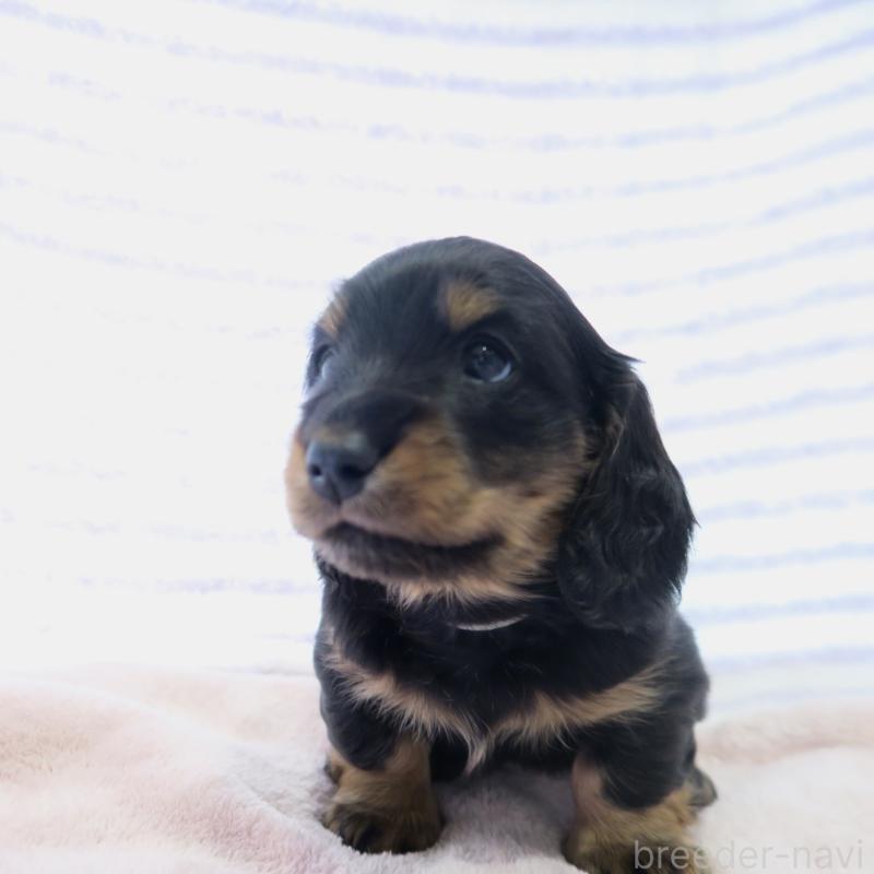 販売中の大阪府のミニチュアダックスフンド(ロングヘアード)-437157の5枚目